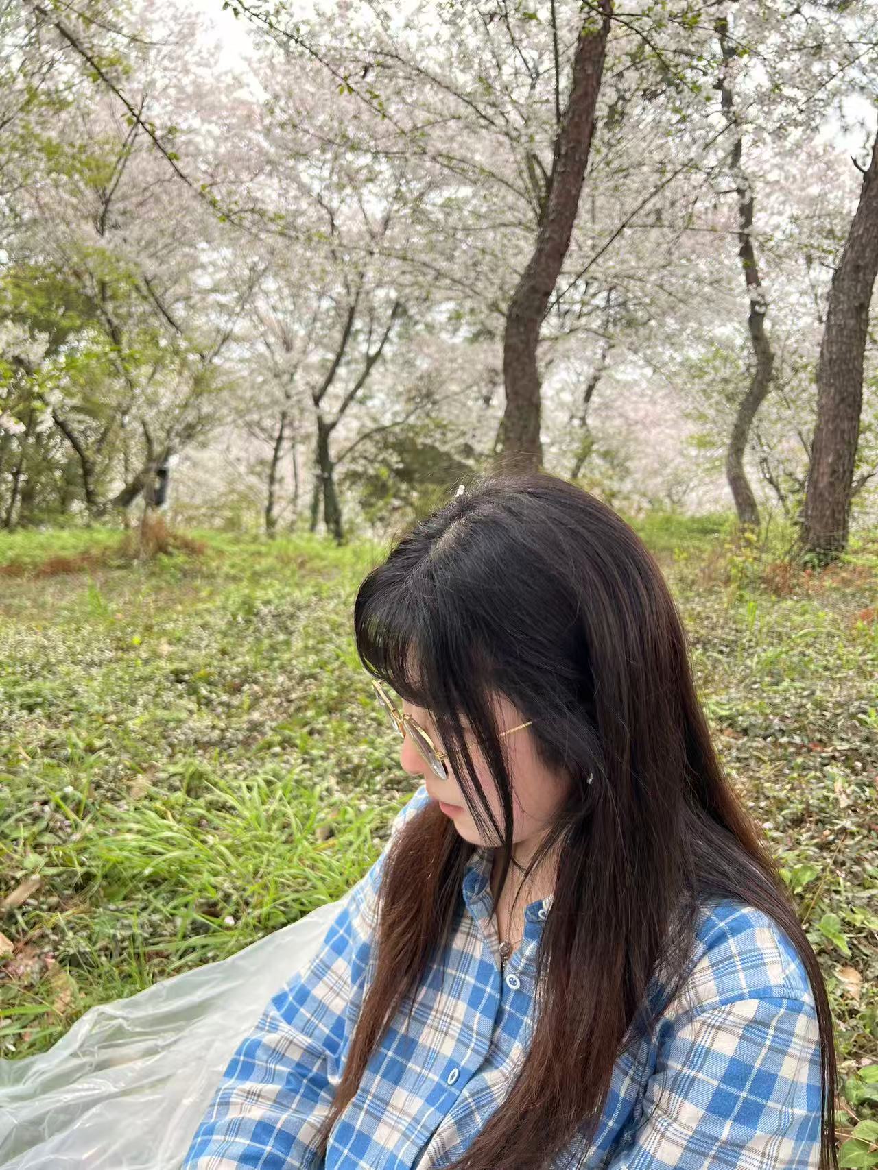 樱花树下